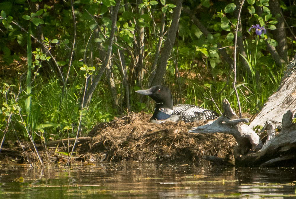 Loon Reality Searching for a Loon - Exploring Nature by Sheila Newenham